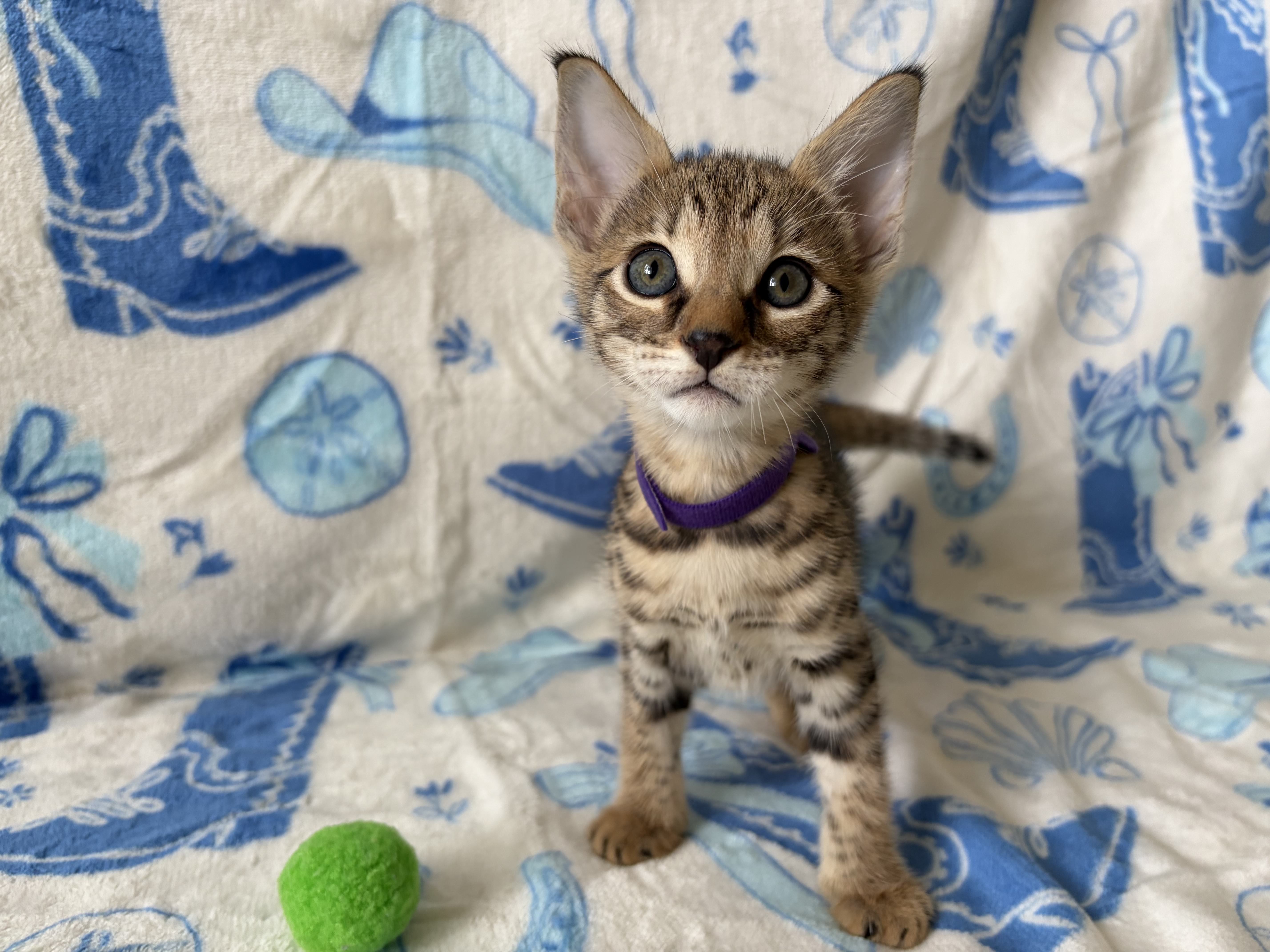 Luna - F3 female kitten