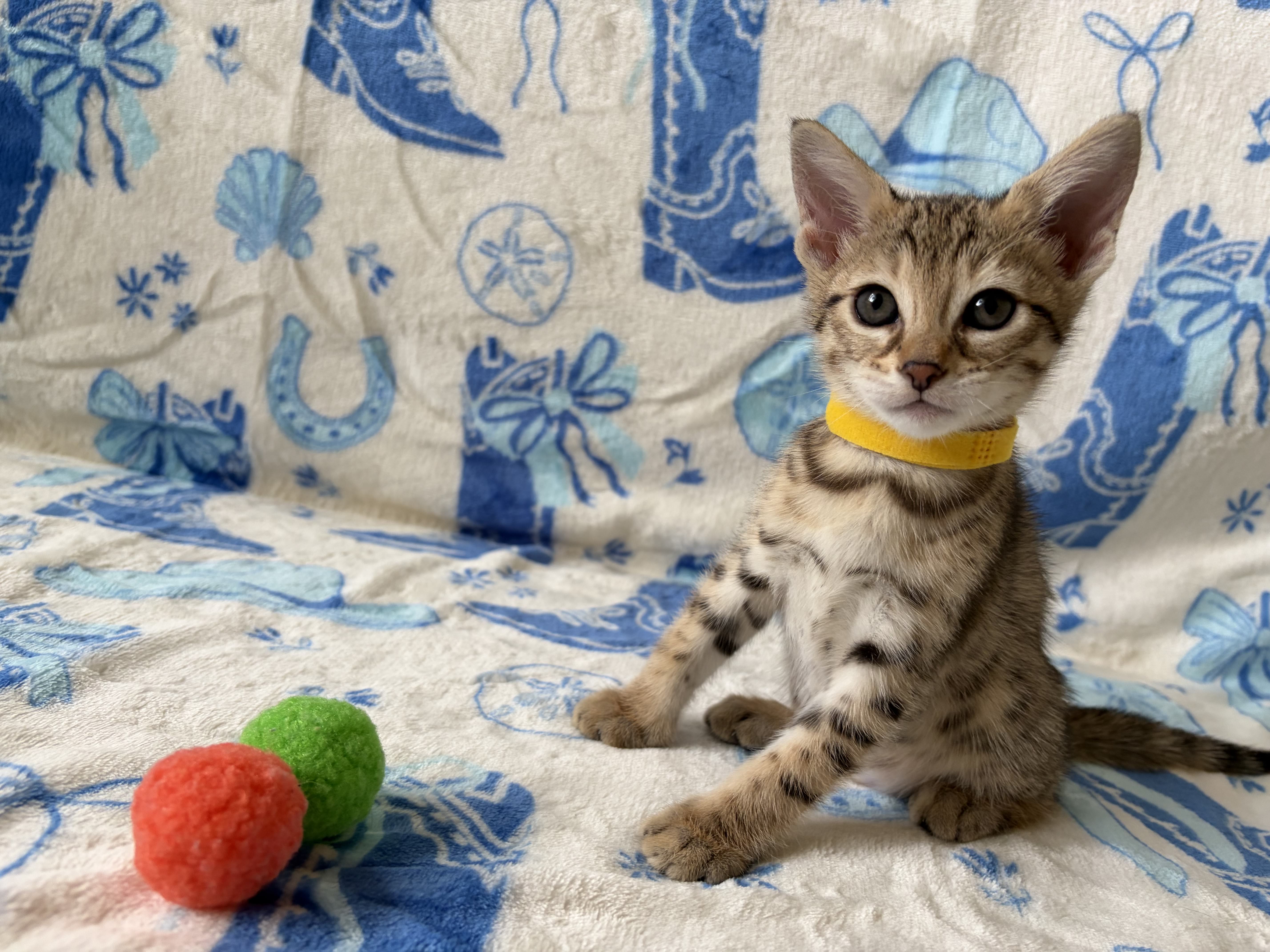 JP - F3 female kitten